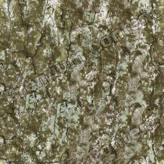 Seamless Bark 0025